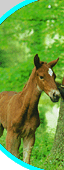 kentucky horse breeding farm for sale
