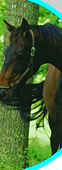 kentucky horse event property for sale