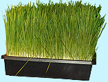how to get rid of the bad taste of wheatgrass- that's right- fresh wheat grass without the nasty taste