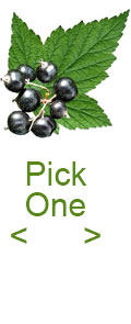 edibleplantguide04