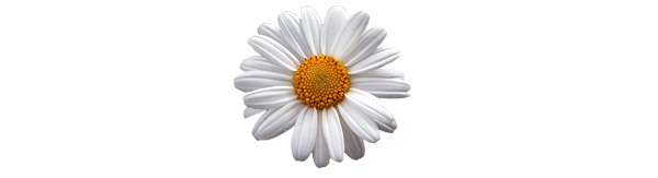 daisy